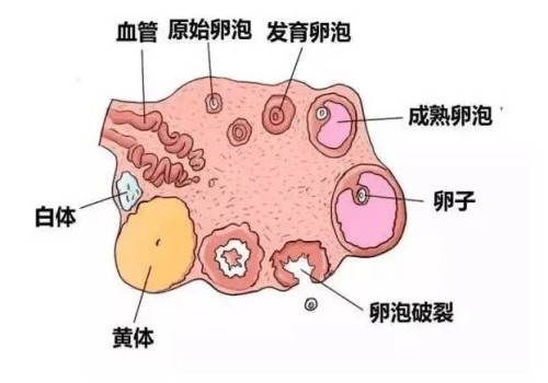 天津供卵代生：﻿胚胎移植第三周出血是由于流产吗?